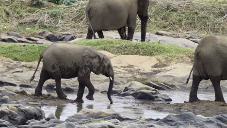 african elephant walking on rocks near river, slow motion