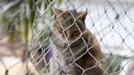 a striped cat on the balcony looking through the safety net