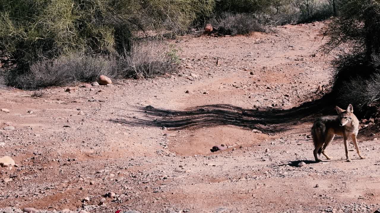 Coyote runs down a wash in the Sonoran desert stops and looks back near Bartlett Lake Arizona