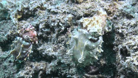 male-and-female-flamboyant-cuttlefish-climbing-side-by-side-reef-slope,-male-showing-vibrant-colors,-female-pale-skin-matching-reef-colors,-lots-of-plankton-in-the-water,-medium-shot