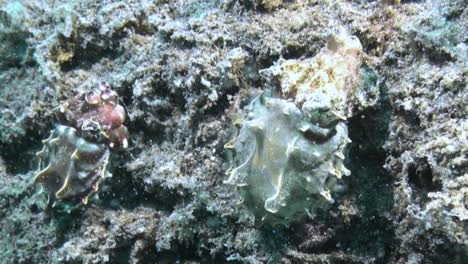 male and female flamboyant cuttlefish climbing side by side reef slope, male showing vibrant colors, female pale skin matching reef colors, lots of plankton in the water, medium shot