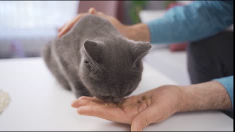el gato gris come comida de gato.
