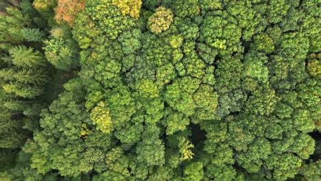 vista aérea del exuberante bosque verde