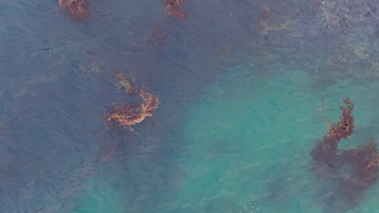 Drone footage of kelp forest visible beneath crystal-clear turquoise water along the California coast, with strands of kelp swaying gently below the surface in a tranquil marine scene