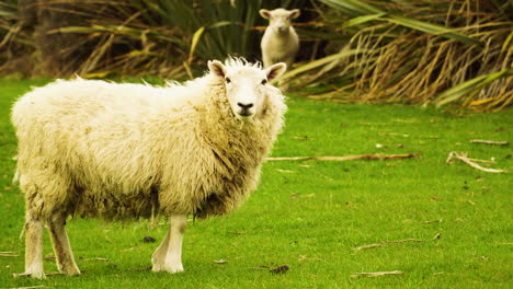 ovejas con ternera pastando en pradera en nueva zelanda