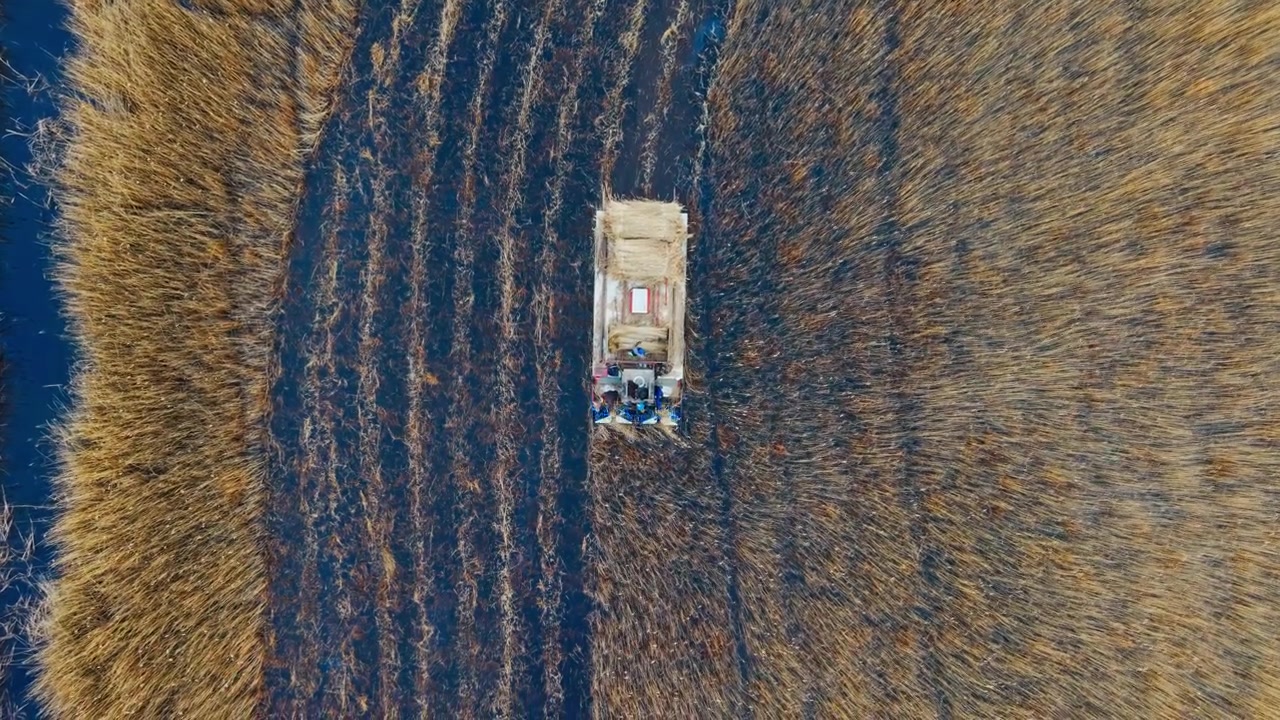 Riprese cinematografiche con drone evidenziano il ripristino delle zone umide attraverso la raccolta.