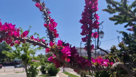 slow motion close-up of pink flower blooms including stems and petals on outdoor plant branch in public garden park in latvia europe travel tourism horticulture nature botanical greenery environment