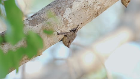 Murciélago-De-Río-De-Nariz-Larga-Posado-Debajo-De-La-Rama-De-Un-árbol