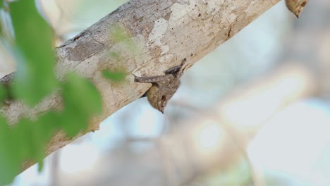 long-nose river bat perched below a tree branch