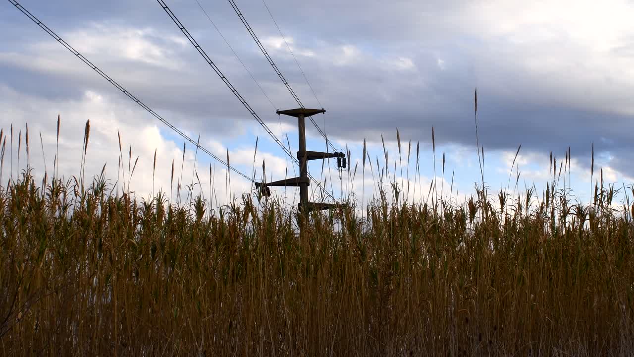 A beautiful view of power lines against a cloudy sky at sunset with reeds on the foreground moved by a gentle breeze