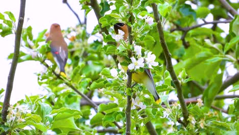 two cedar waxwings feeding on flowers while perched on branches