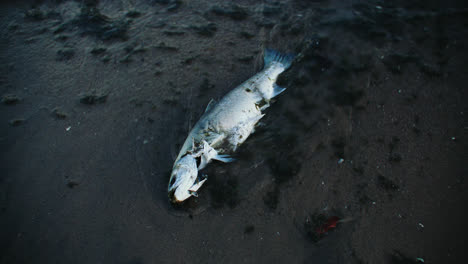 sea waves washing up dead fish carcass onto shore