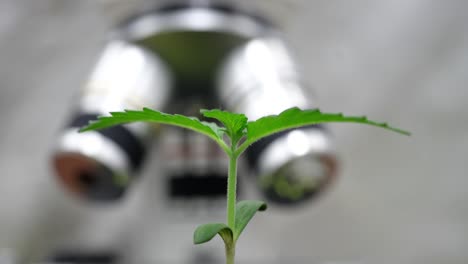 young cannabis plant sprout under microscope