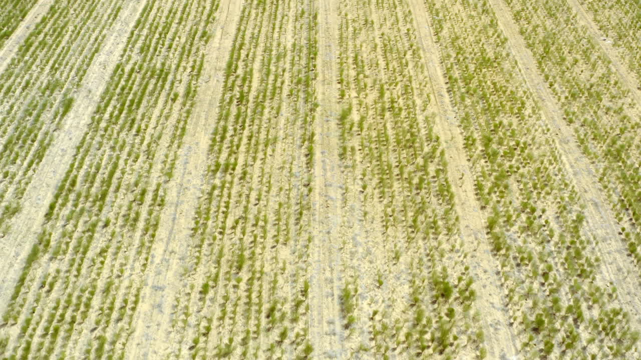 quédate fiel a tus raíces y mira cómo creces