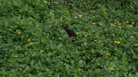 slow motion shot of a wattled jacana hunting in the dense marshes at gatun lake