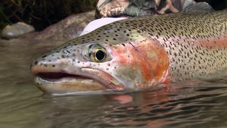 A-big-trout-trophy