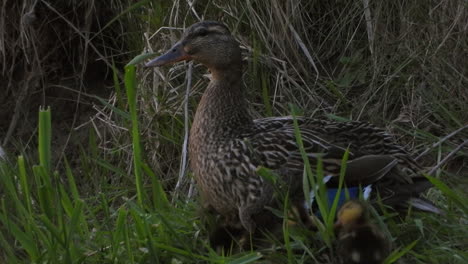 ánade-Real-Hembra-Con-Lindos-Patitos-Esponjosos-Anidando-Manteniéndose-Cálidos-Y-Seguros-En-Su-Nido,-Teleobjetivo