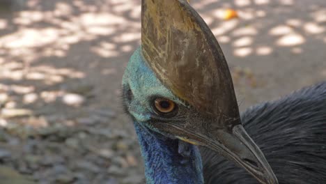 cassowary's head detail - close up view