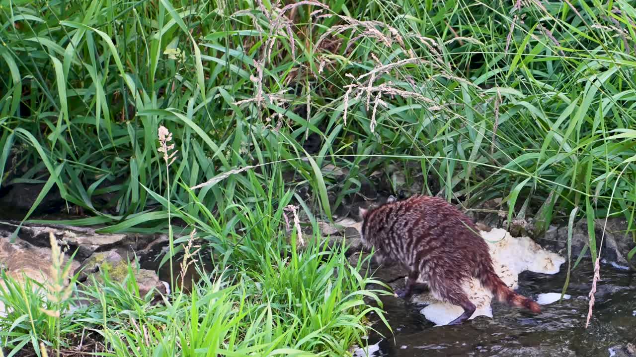 Raccoon fishing in wetland riverbank, Ohio