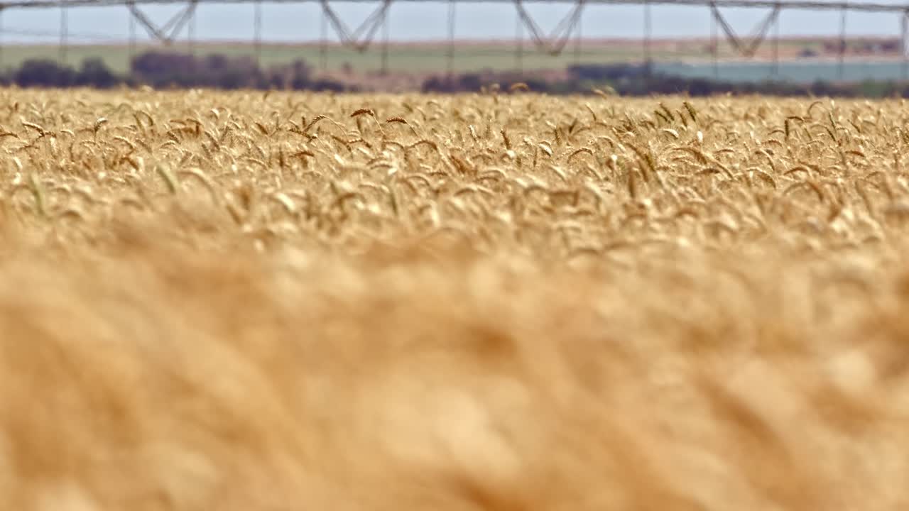 rack focus shot de campo de trigo amarillo listo para la cosecha concepto de agricultura
