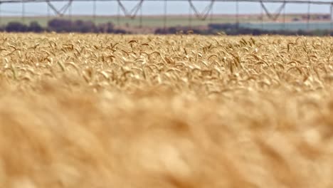 rack focus shot of yellow wheat field ready to harvest agriculture concept