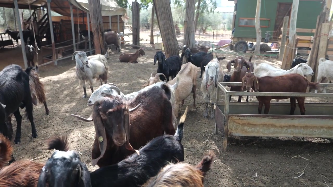 Gregge di capre in un campo marrone durante il giorno