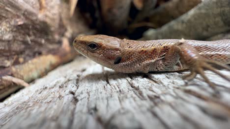 close-up of common lizard (zootoca vivipara) on a piece of wood.