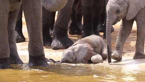 one-day-old baby elephant hasn't yet learned to drink with its trunk