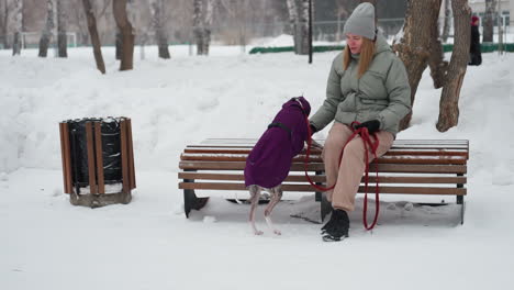 woman in gray beanie and green jacket sits on bench in snowy park petting whippet wearing purple coat, dog on red leash, calm interaction during peaceful winter day, snow piles and trees in background