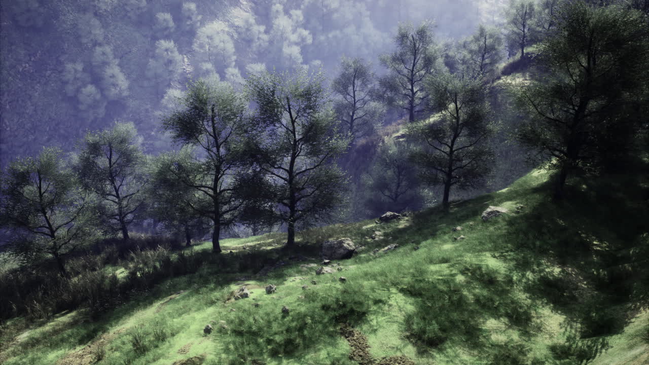 Verdeggiante collina con alberi fitti sotto una luce solare soffusa in un ambiente tranquillo