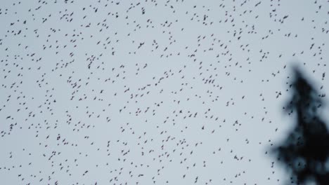 una gran formación de un cardumen de pájaros en el cielo