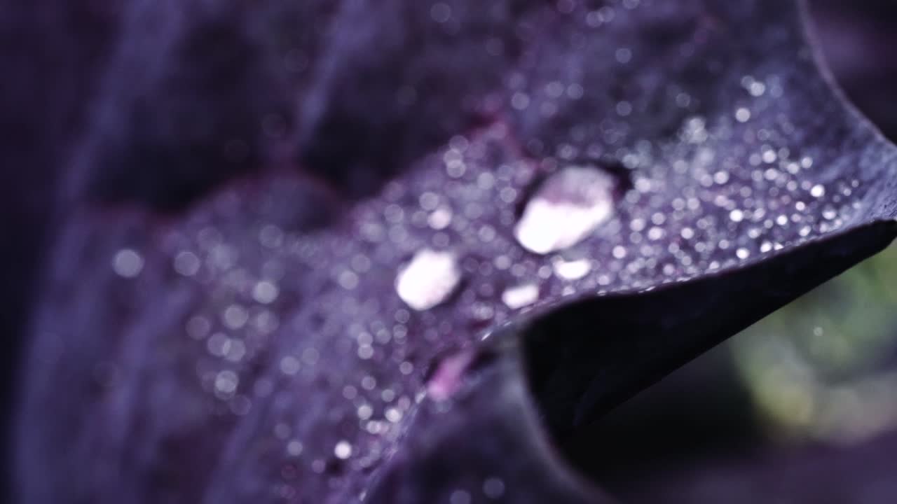 tomas estables de gotas de agua limpia que caen sobre hojas de lechuga roja