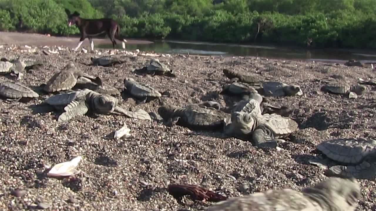 un perro camina cerca mientras las crías de tortugas marinas luchan por la playa