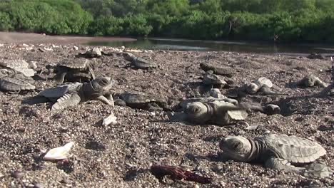 A-dog-walks-nearby-as-baby-sea-turtles-struggle-down-the-beach