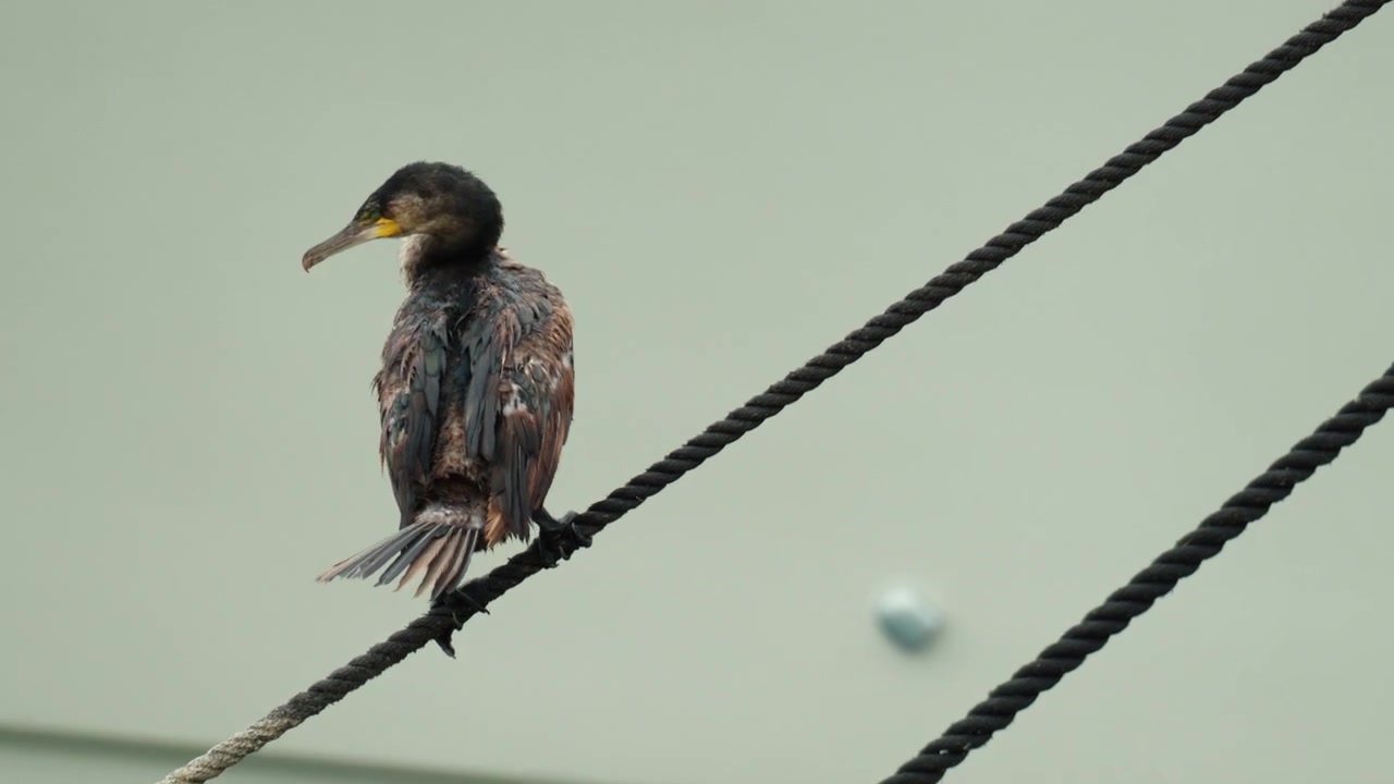Cormorano bagnato in piedi su una spessa corda, che si liscia le piume con il becco, circondato dall'acqua in natura.