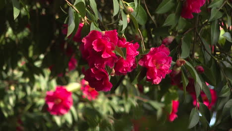 beautiful red camellia flowers