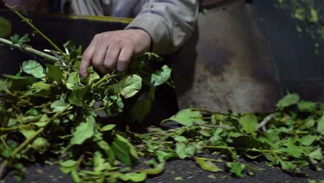 manual sorting of paraguayan holly leaves from which the popular yerba mate energy tea is made