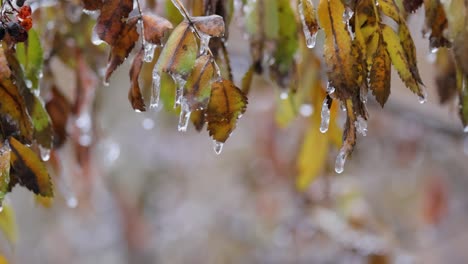 frozen leaves on a branch