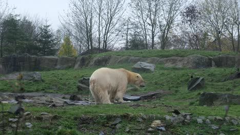 Oso-Polar-Blanco-Alimentándose-En-El-Desierto