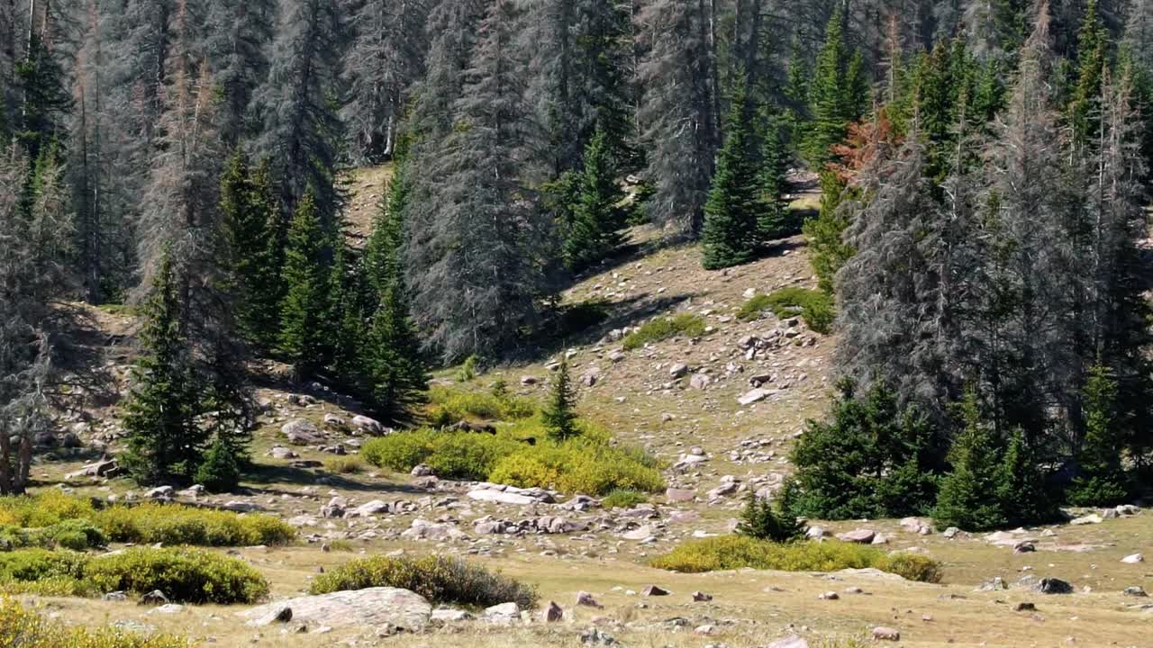 plano general de una madre y un alce bebé pastando en un gran arbusto verde cerca del lago del castillo rojo inferior en el bosque nacional alto de uinta entre utah y wyoming en una caminata de mochileros en un día de verano
