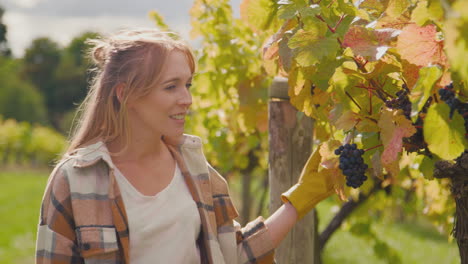 trabajadora en el viñedo que comprueba las uvas para la producción de vino durante la cosecha