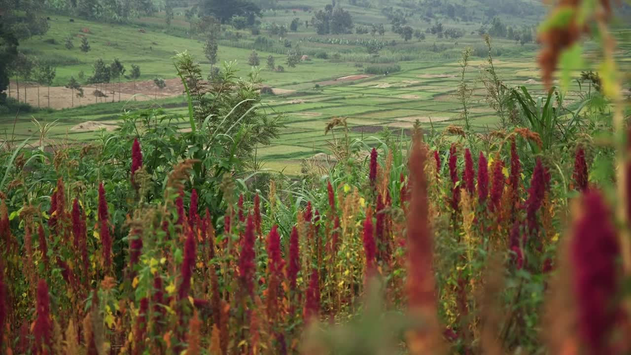 Campo vibrante de amaranto em primeiro plano com plantas de quinoa vermelha, com vista para terraços de arroz e colinas verdes em paisagem montanhosa nebulosa de Ruanda.