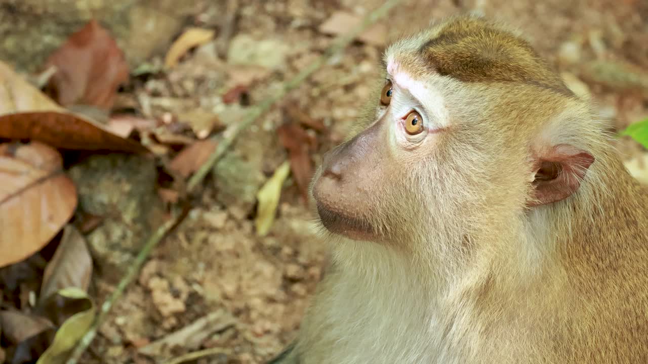A southern pig-tailed macaque attentively observes its surroundings in a forest setting, captured in natural lighting