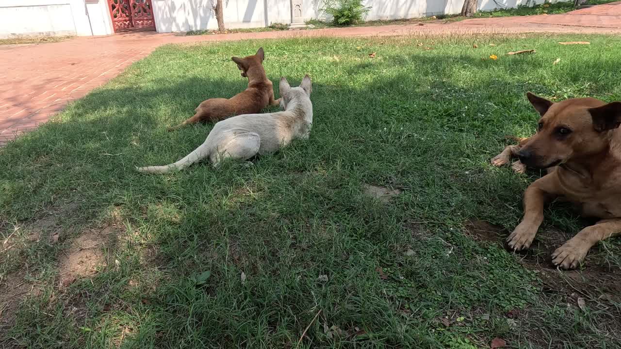 dos perros jugando y relajándose en el césped