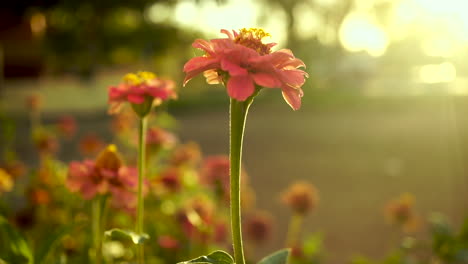 flores rosadas durante el amanecer dorado con fondo de enfoque suave, inclinación de cierre hacia arriba