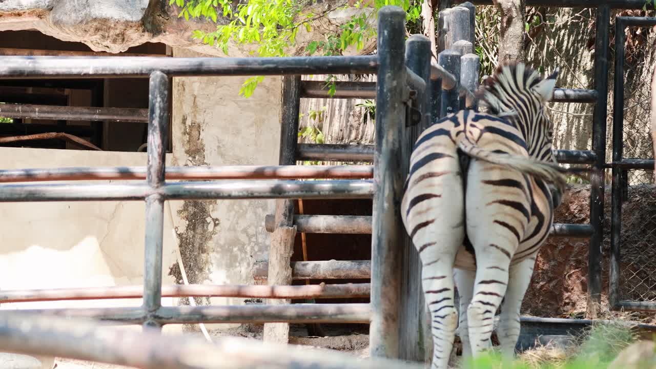 제브라는 동물원에서 울타리로 둘러싸인 구역을 돌아다닙니다.