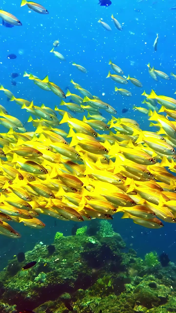 Especies del Océano Pacífico, banco de fusileros, entorno submarino, aguas tropicales cálidas, vista vertical en primer plano.