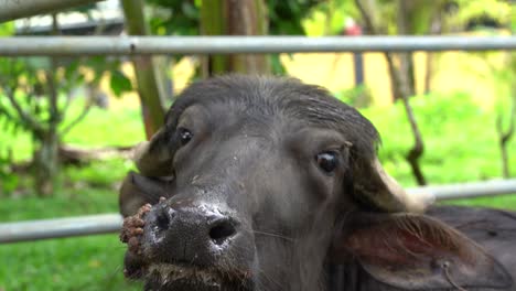 un bisonte americano negro mirando a la cámara