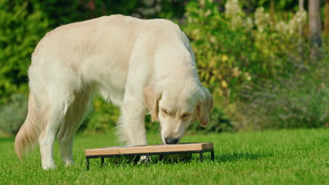 golden retriever eating in a garden