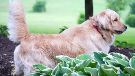 Golden-Retriever-Hund-Wedelt-Mit-Dem-Schwanz-Und-Bellt